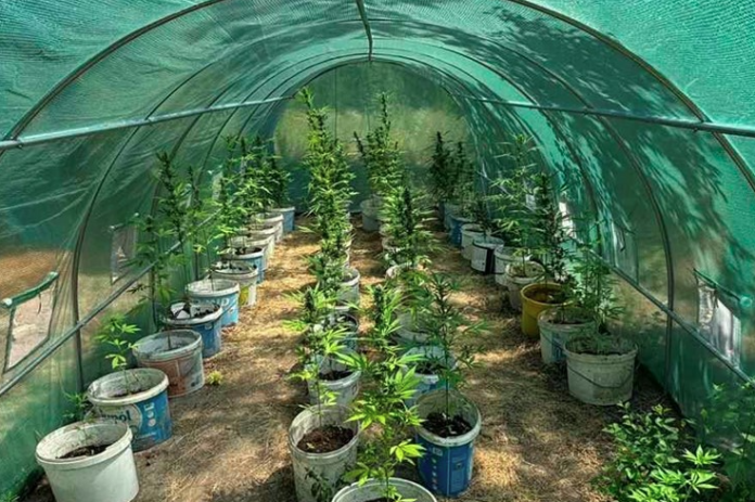 marihuana
